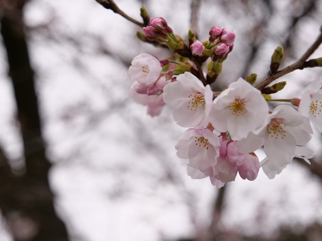 桜　その22