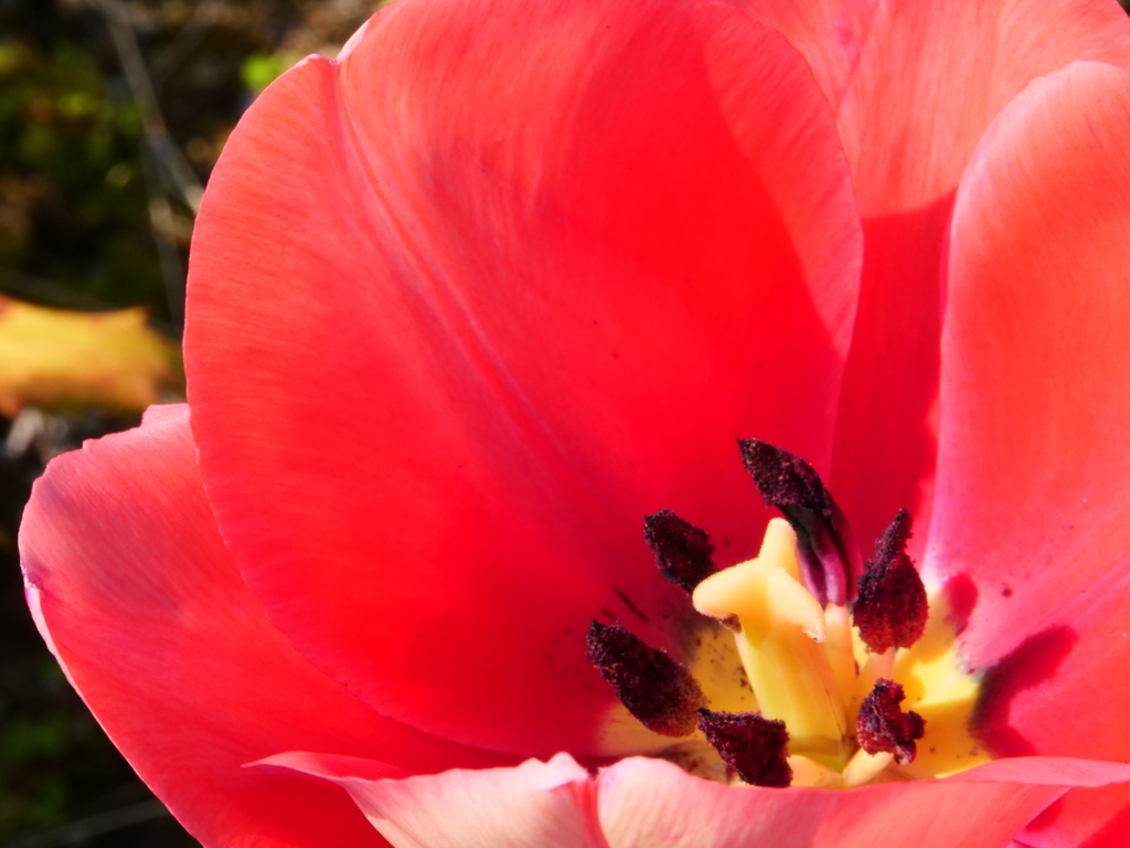 チューリップ　その2