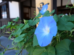 飛騨高山　その35