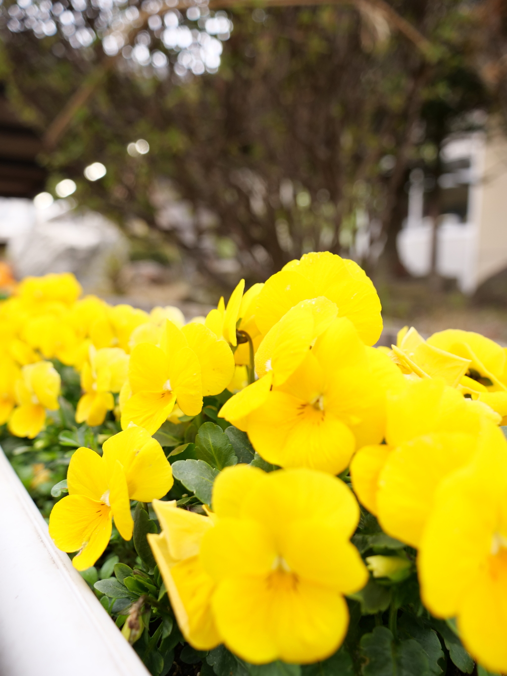 パンジー　その4