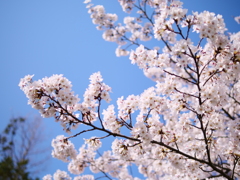 桜　その34