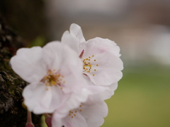 桜　その2