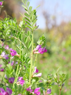 ヤハズエンドウ　その1