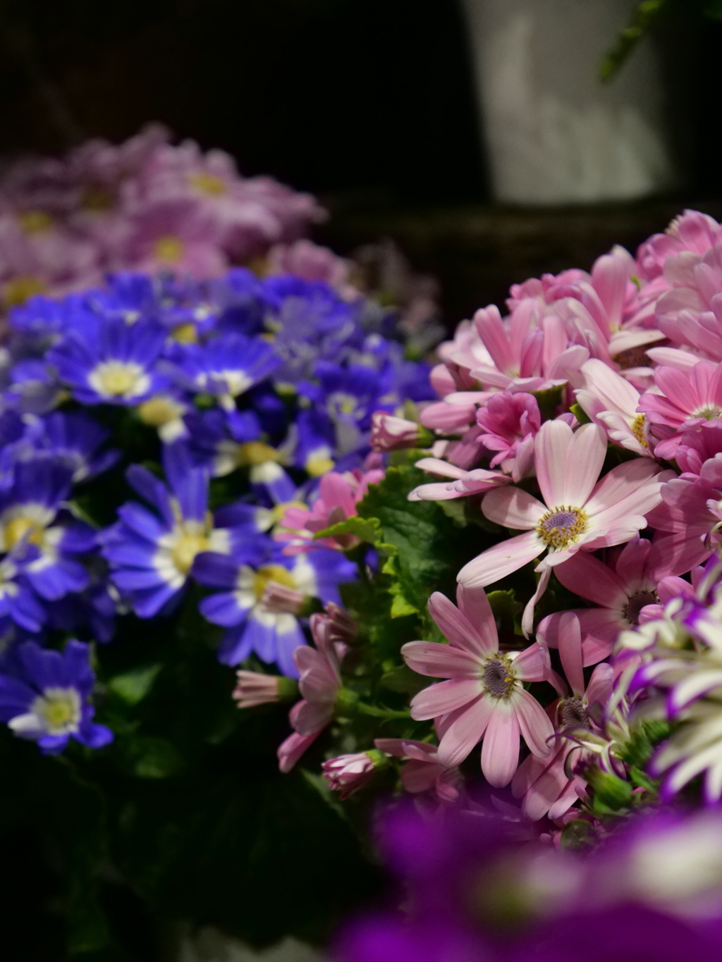 シネラリア　その2