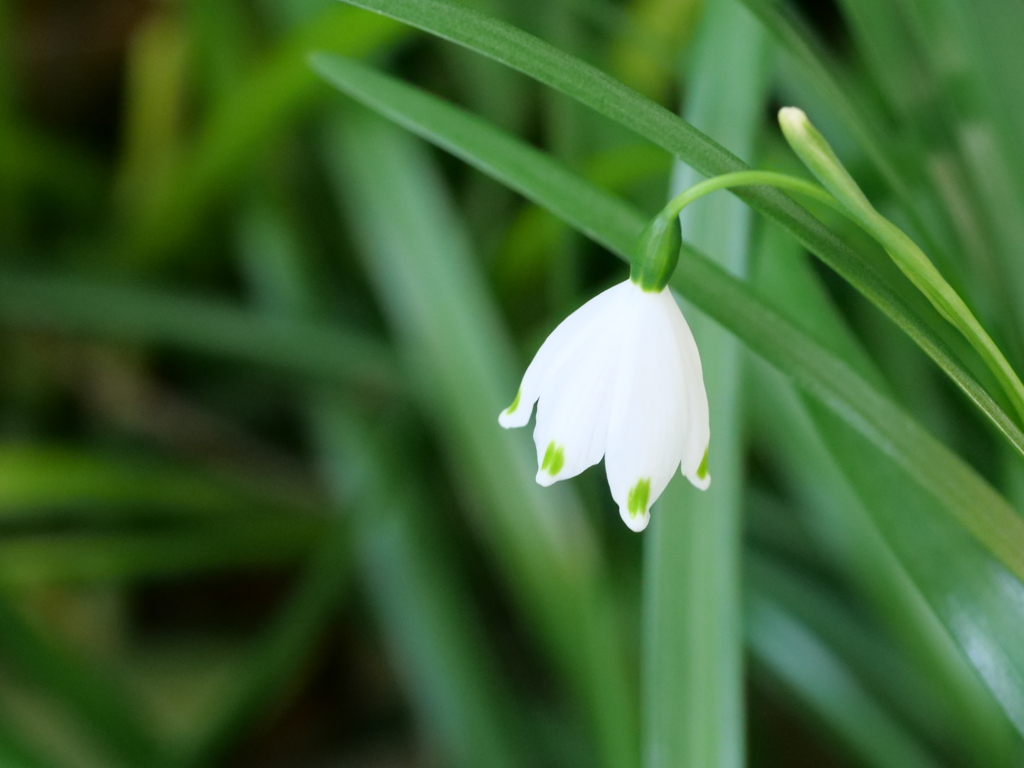 スノーフレーク　その3