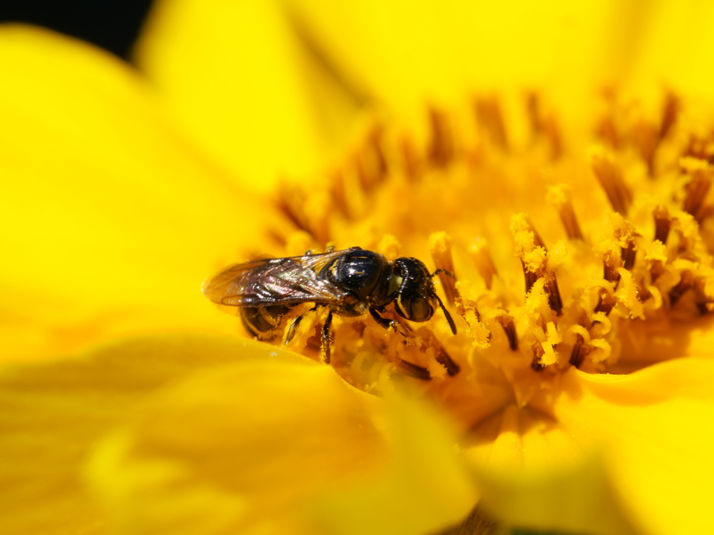 ハナバチ　その4