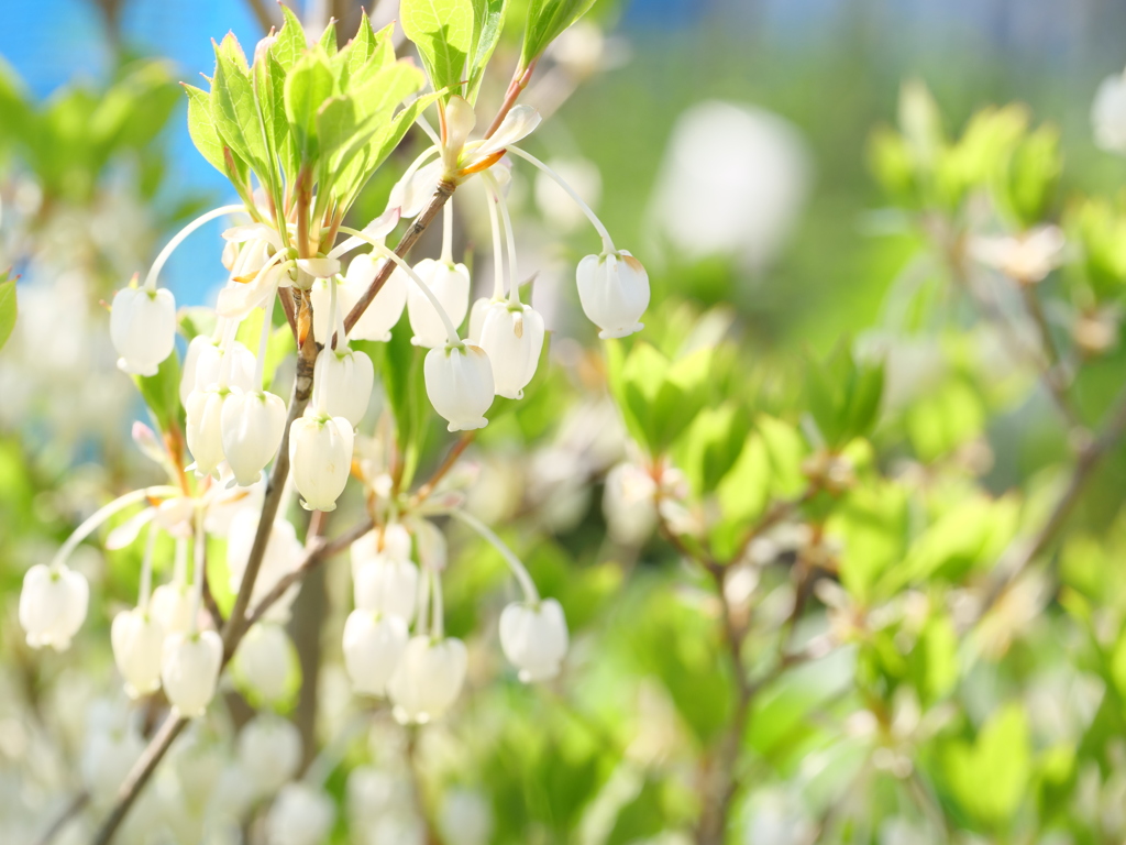 ドウダンツツジ　その2