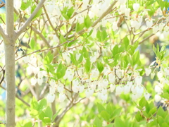 ドウダンツツジ　その4