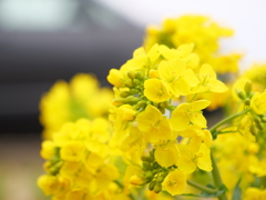 ナノハナ　その2