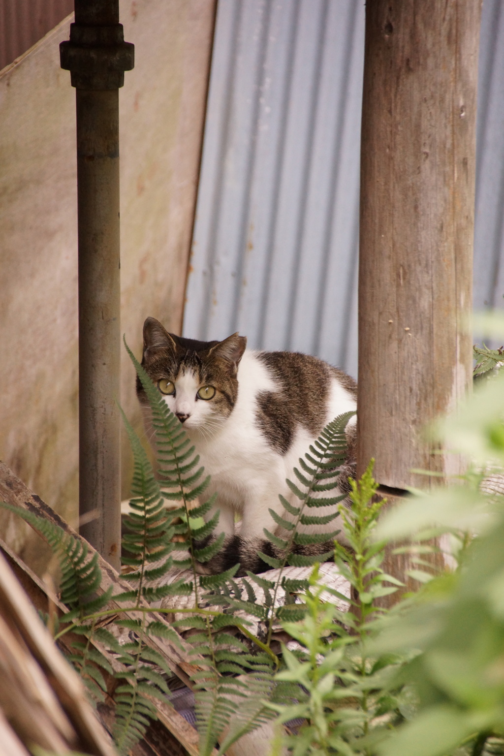 のら猫　その4
