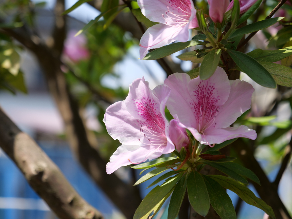 ツツジ　その12