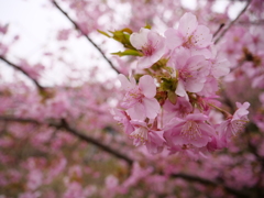 河津桜　その1