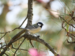 シジュウカラ　その1