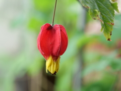 チロリアンランプ　その5