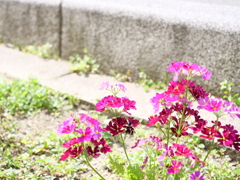 サクラソウ　その1