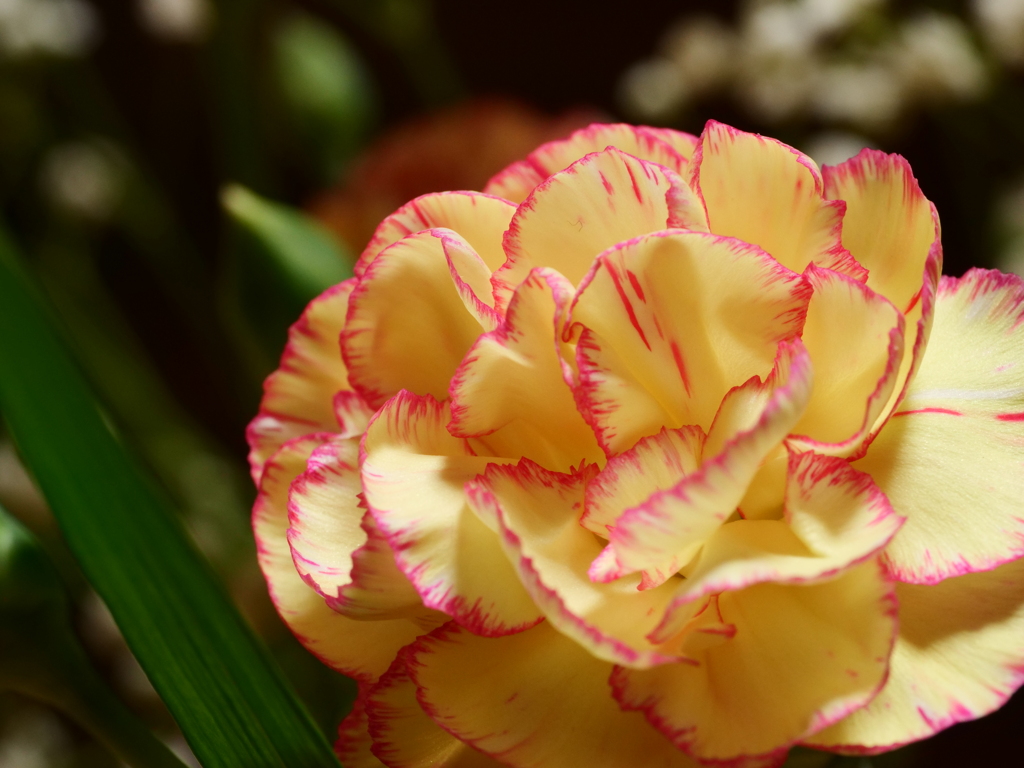 カーネーション　その3