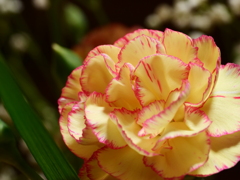 カーネーション　その3