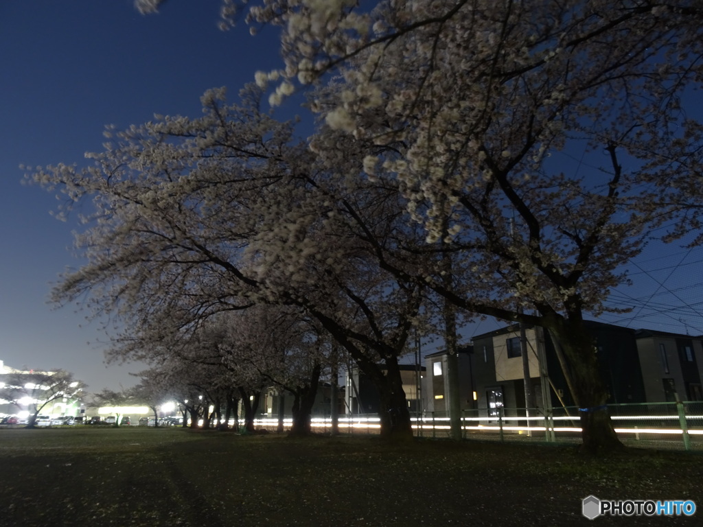 夜桜を楽しむ