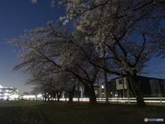 夜桜を楽しむ