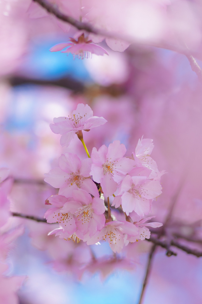 河津桜
