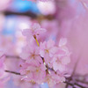 河津桜