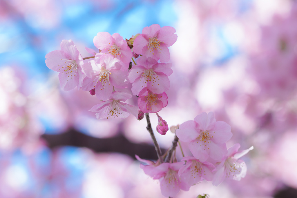 河津桜