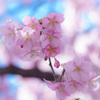 河津桜