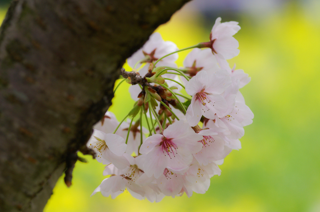 sakura