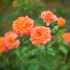 薔薇