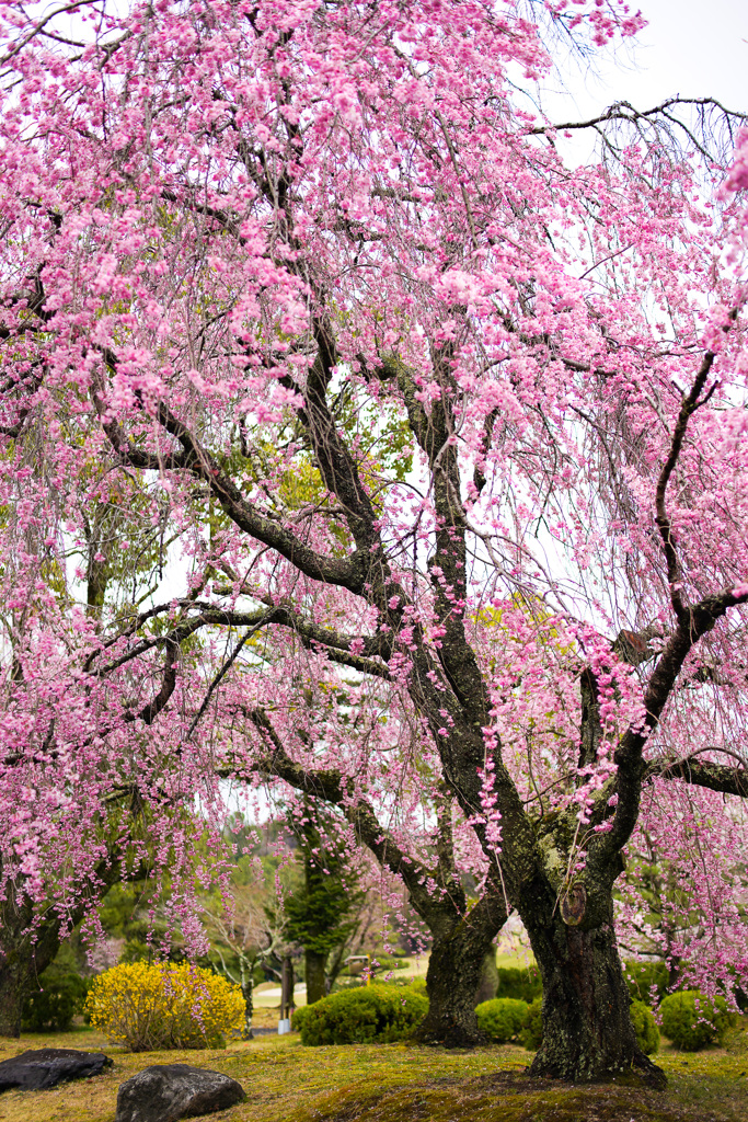 枝垂れ桜