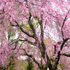 枝垂れ桜