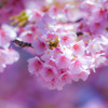 河津桜