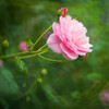 薔薇