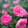 薔薇