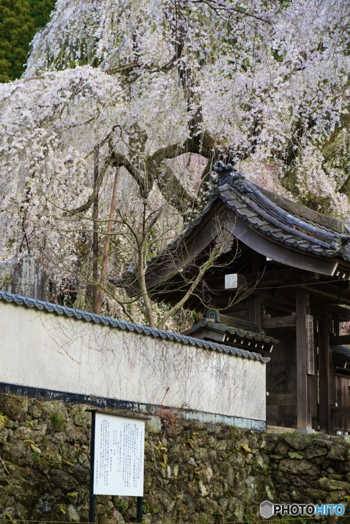 春望３
