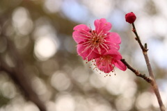 花と蕾