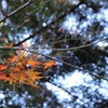 紅葉残り