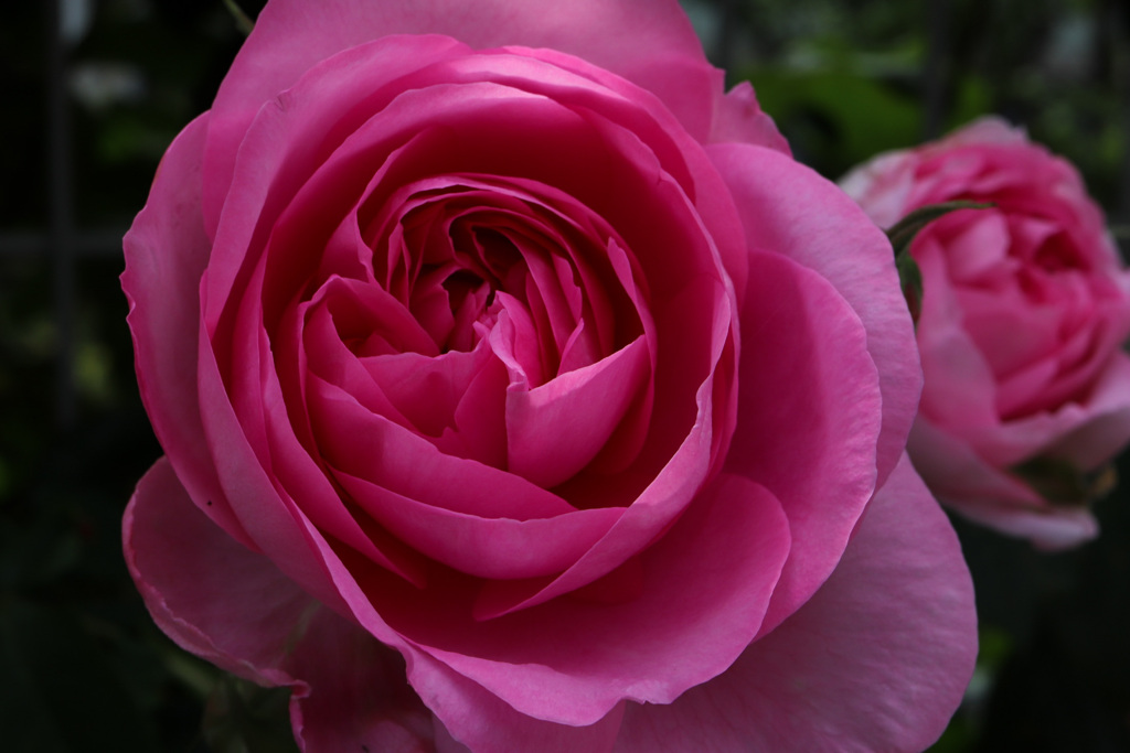 ピンクのバラ2
