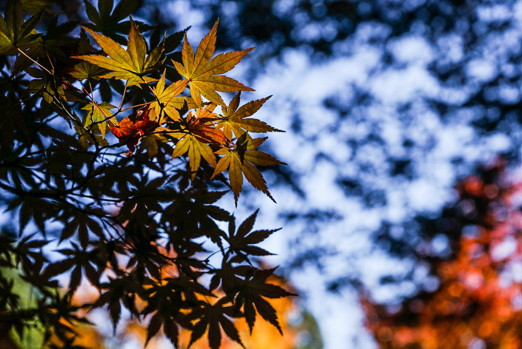 紅葉　〜光と影〜