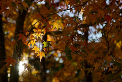 木漏れ日が照らす紅葉