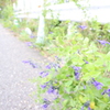 花が咲く道路