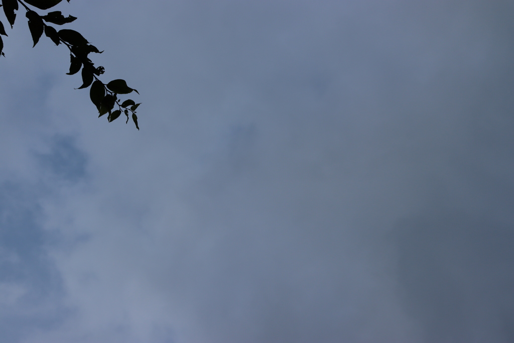空と雲と葉