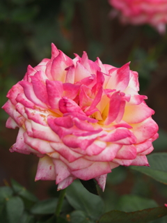 旧古河庭園、薔薇