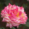 旧古河庭園、薔薇