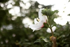 近くの花