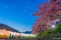 河津桜並木