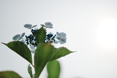 紫陽花