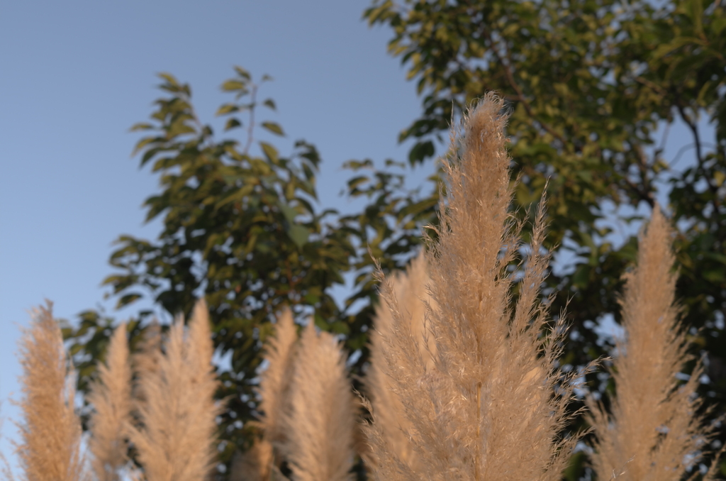 early autumn