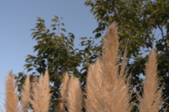 early autumn
