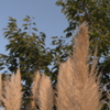 early autumn